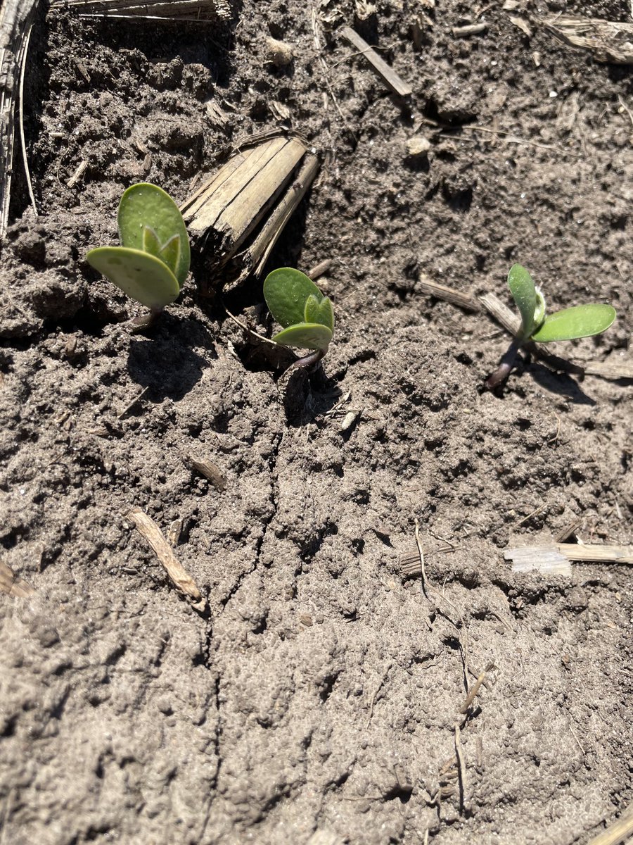 Fertman23's tweet photo. Have some really happy beans. They have braved the cool weather and dry conditions. Switched starter program to #tripleoption + #Balance this year. ⁦@NACHURS⁩ ⁦@DONMARIOoficial⁩ ⁦@PrecisionPlant⁩ https://t.co/FQy5zzyhNk