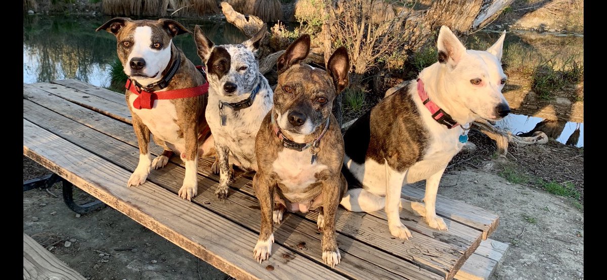 TamiSFGiantFan's tweet photo. @johnpavlovitz A place without dogs.
#MyPersonalHell
#DogsOfTwitter https://t.co/r8Ej4zzrxh
