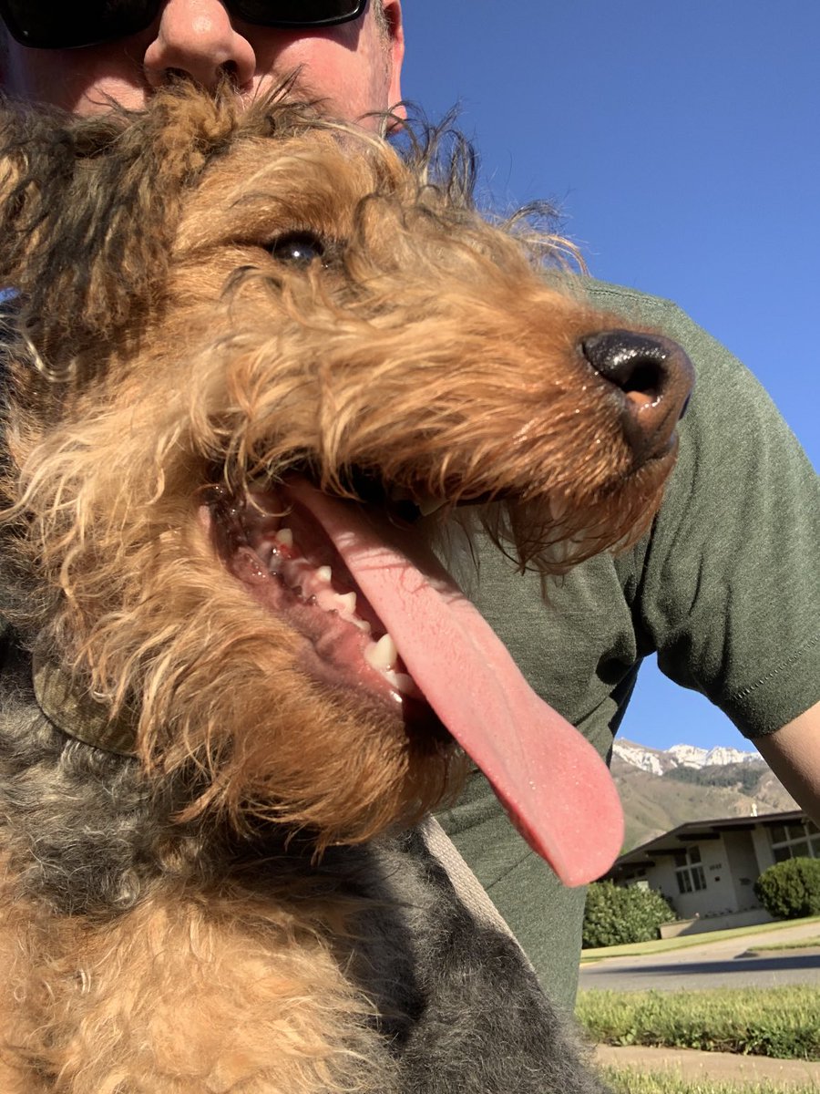 guy451m's tweet image. Welly G tongue out Tuesday.  Tomorrow is puppy class graduation. Wish me, well not luck, just good behavior 🤪