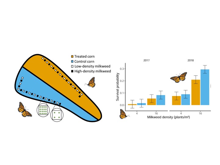 New! #Monarchbutterflies lay more eggs but have lower survival on milkweed planted in pesticide-treated crops compared to milkweed planted in non-treated crops. #neonicitinoids #conservation #butterflies
<a href="/AnimalEcology/">Journal of Animal Ecology</a> 
besjournals.onlinelibrary.wiley.com/doi/10.1111/13…