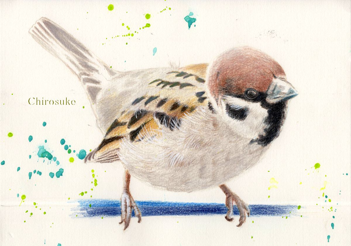 animal focus bird no humans painting (medium) watercolor (medium) traditional media animal  illustration images