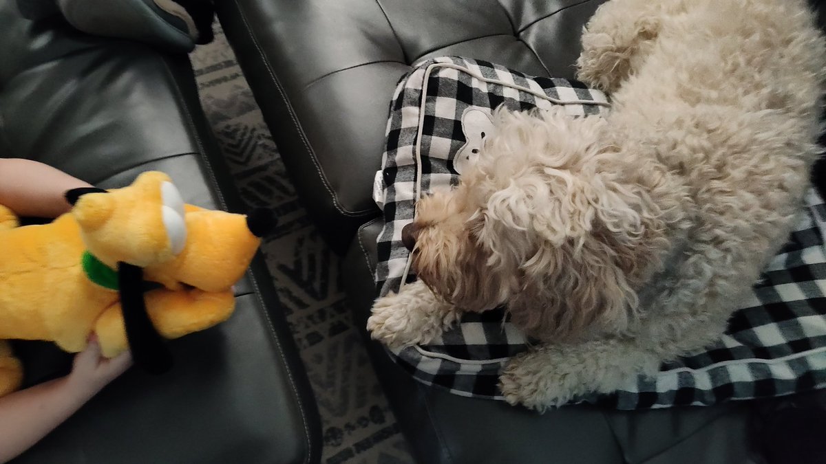 ArieDoodle's tweet image. Pluto and I are in a staring contest. Who do you think will win? 👀🤪😤😂
#Pluto #staringcontest #dogsoftwitter #AriesWorld