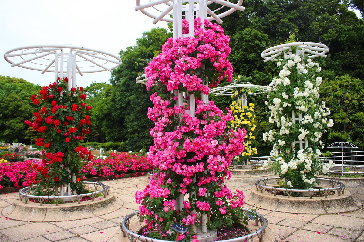 長居植物園 おうちでローズガイド その4 写真は休園中のバラ園でひときわ目を引くつるバラ その名も アンジェラ ドイツで作出された品種です 花付き抜群で 枝を覆いつくすほどもりもり花が咲いています 鮮やかなピンクも素晴らしいですね 見て 長居植物園 おうちでローズガイド その4 写真は休園中のバラ園でひときわ目を引くつるバラ その名も アンジェラ ドイツで作出された品種です 花付き抜群で 枝を覆いつくすほどもりもり花が咲いています 鮮やかなピンクも素晴らしいですね 見て