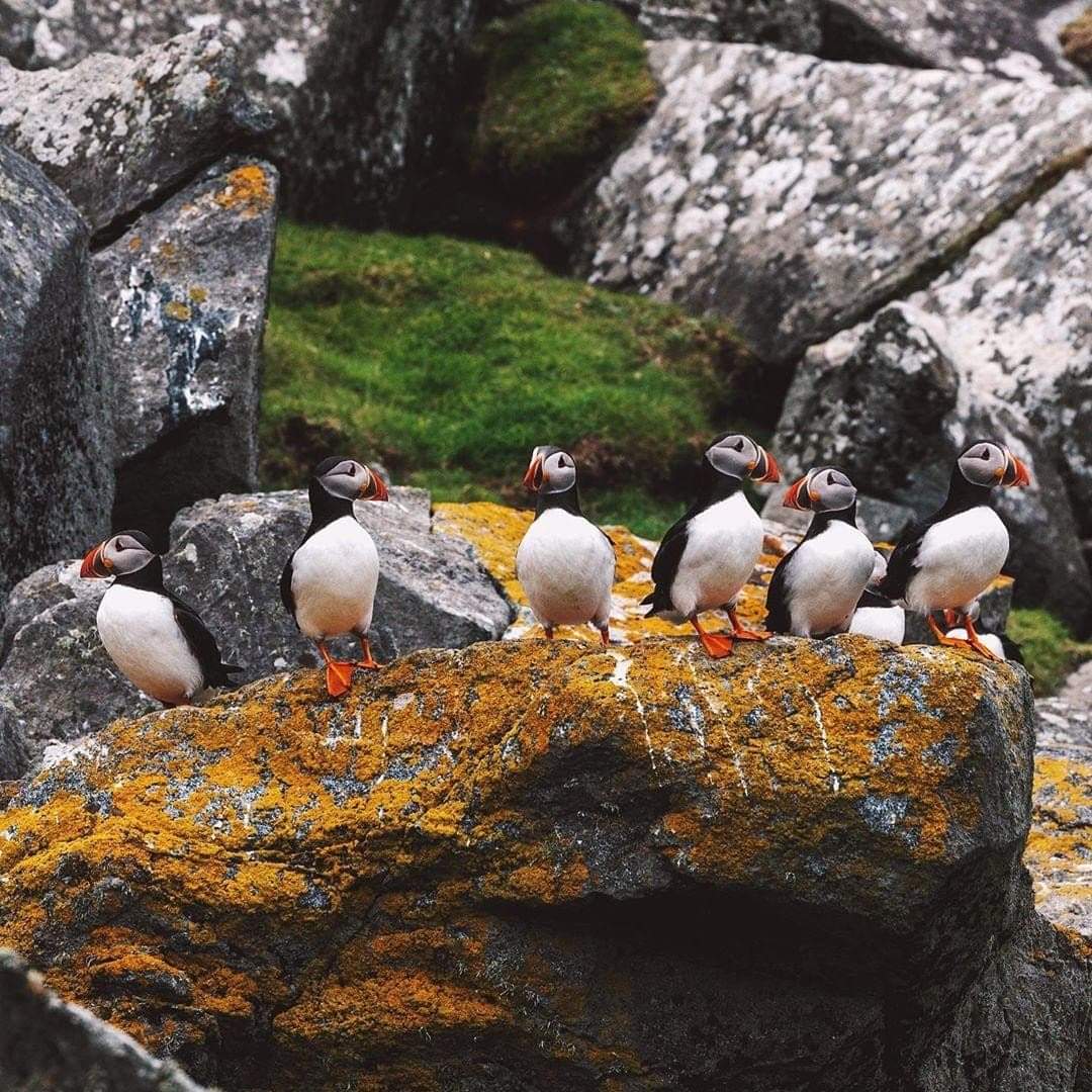 Scottish_Banner's tweet photo. #GatheringOfTheClans on #StKilda.
📷 IG/ali.horne via #VisitScotland
#OuterHebrides #Scotland #Puffins #LoveScotland #ScottishBanner #ScotlandIsNow #Wildlife #AmazingScotland #Nature #LovePuffins https://t.co/Jlq94v7d5c