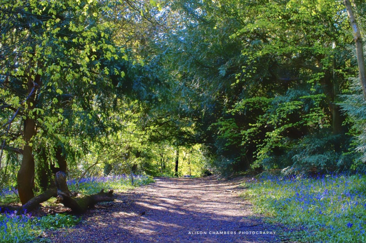 AlisonC24426188's tweet photo. The Ancient Woodland Of Woolley Wood©️. https://t.co/r45Ou6dGeM 20% off, also from https://t.co/XARUTT7qzl &amp; https://t.co/KdKjLoxndU &amp; https://t.co/yAQbU5O9Ae Name not on artwork.  #WallArtForSale #WoolleyWood #Sheffield https://t.co/DERwUCcqJn