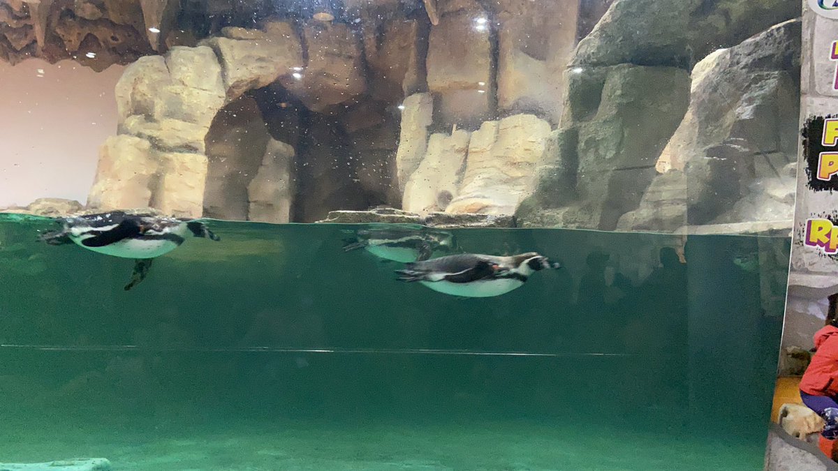 Pertama kali ketemu penguin☺️