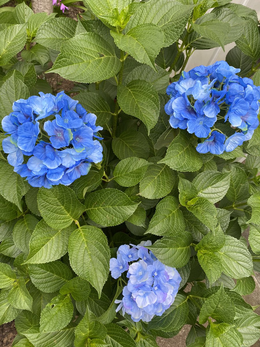 花が咲かない 花が咲かない