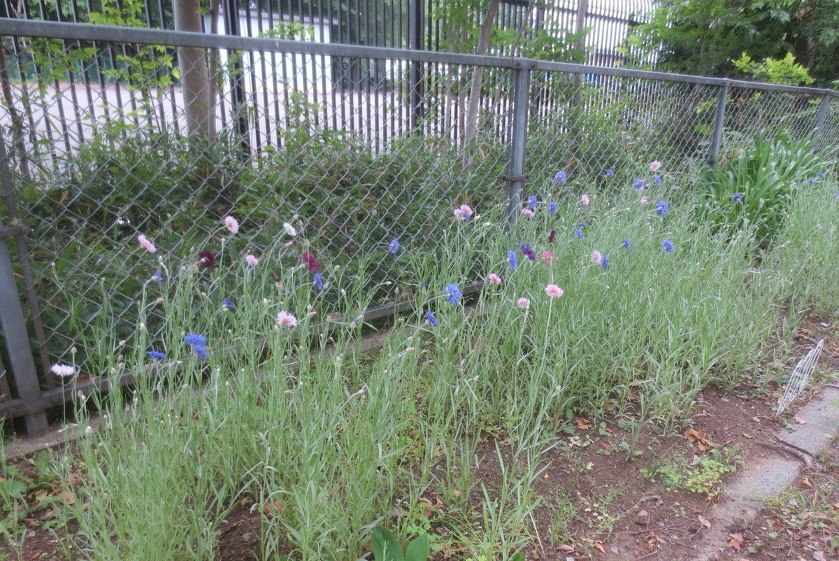 はな花くらぶ