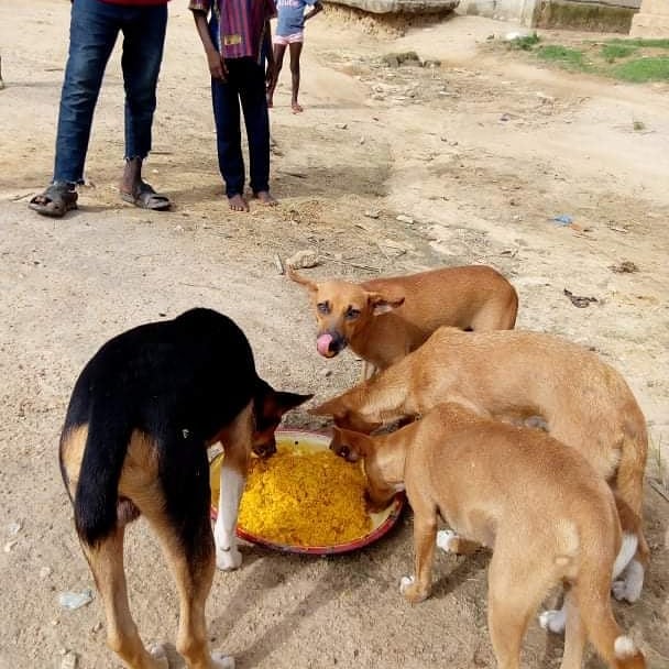 LiberiaAnimal's tweet photo. May 3 to 9 is considered as #BEKINDTOANIMALS WEEK so we were involved in active feeding of #starvinganimals in the communities along with #dogbathing. These activities are done to enhance our programs on #animalWelfare and #health.
Your support us at https://t.co/r6A9R1DB7q https://t.co/y4TyUKISCr