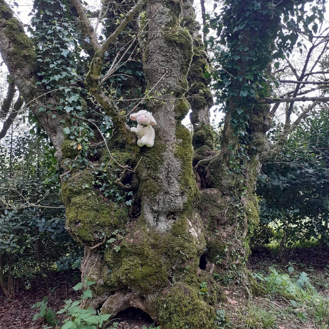 BathCurious's tweet photo. 'Ambling Down to the Arboretum, the Lamb is strangely Drawn to this Old Tree.'#bathtourism #bathcuriousstrolls #bathhistory #mistressmoffette #thelamb #americanmuseumandgardens #trees #arboretums #wednesdaywander https://t.co/s3BlgX24Lv