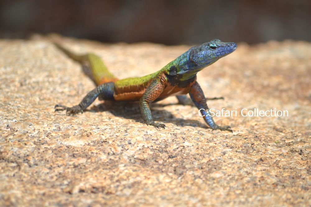 ZIMBABWEの世界遺産「マトボの丘群」に生息する 虹色のトカゲ