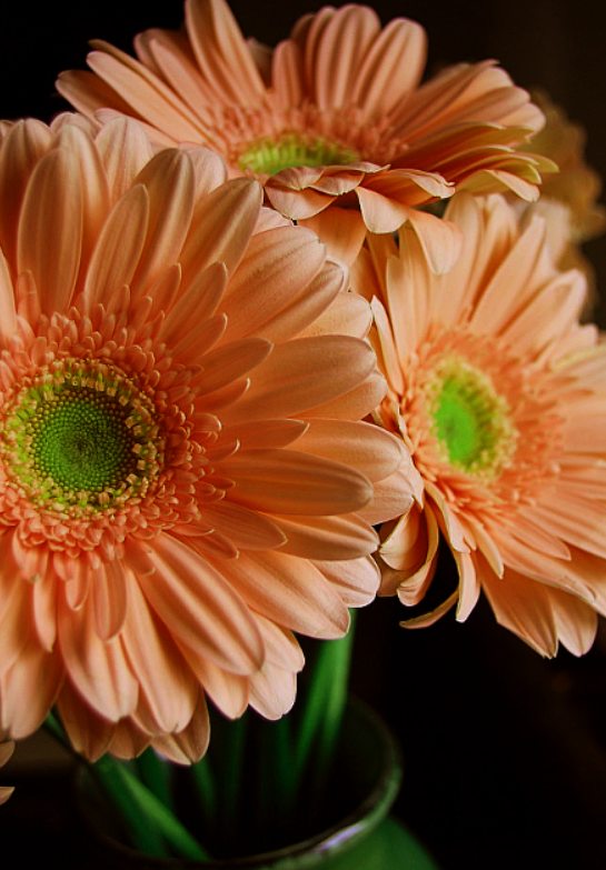 Stay happy with flowers🌿

       #HappyWednesday