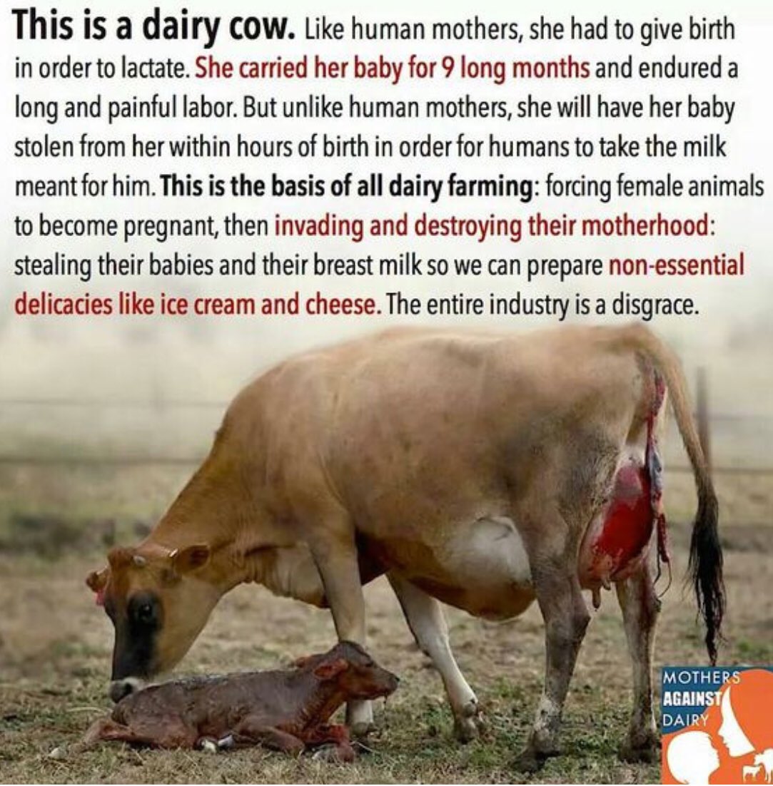 Gail7175's tweet photo. “The entire industry is a disgrace” #cowtruth #DitchDairy #dairyisscary #LaughingCow #glassandahalf #govegan https://t.co/ulsurGk6nD