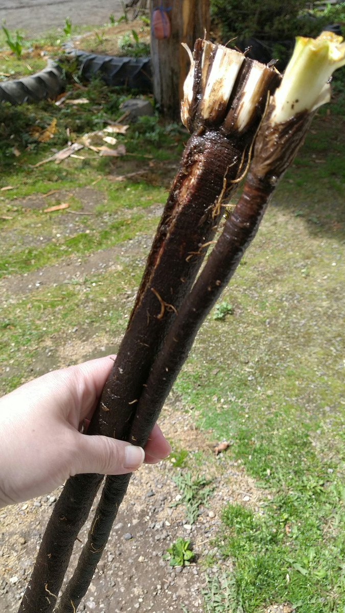 Pbs Twimg Com Media E1kasudvkaayxtg Jpg