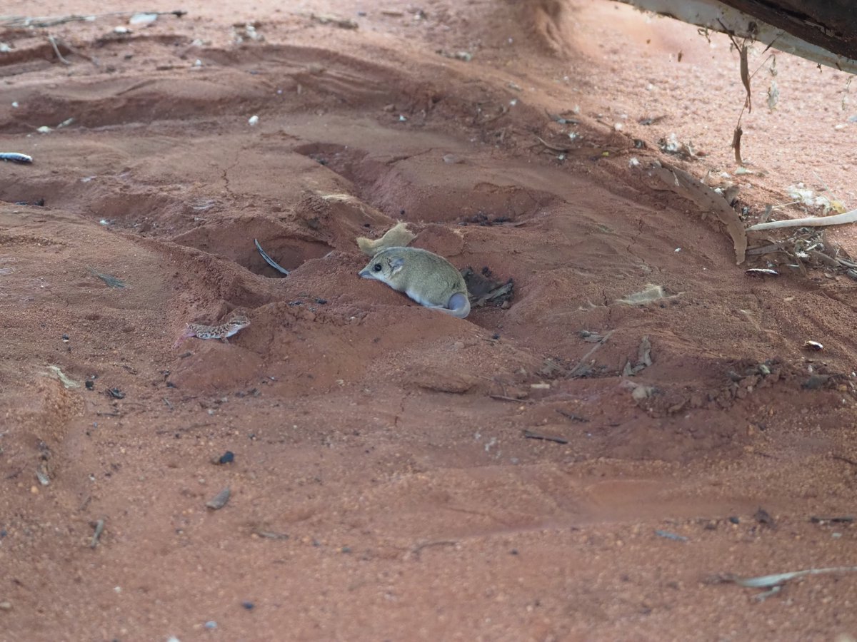 A Fat-Tailed Dunnart doing some digging with his gecko friend nearby...so cute!! 
These two were spotted on our most recent Gibson Desert Expedition - thanks to our wonderful guide Red for capturing the moment 📸 

#australianwildlife #outbackaustralia