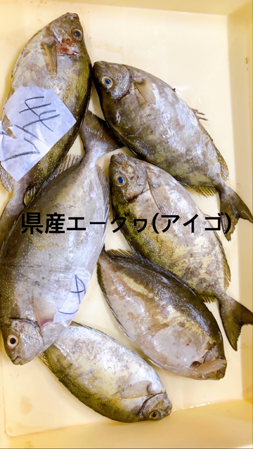 アイゴ好き Twitter Search Twitter