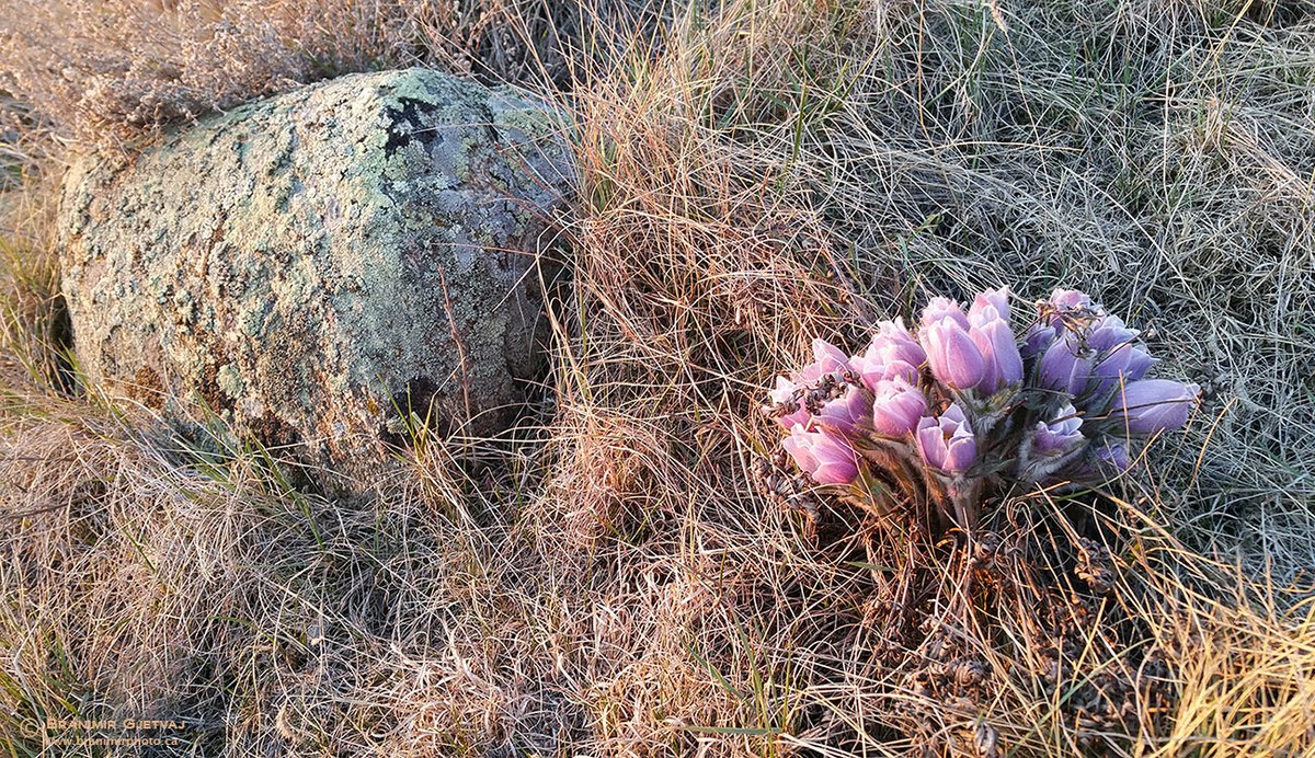 Branimir Gjetvaj tweet media