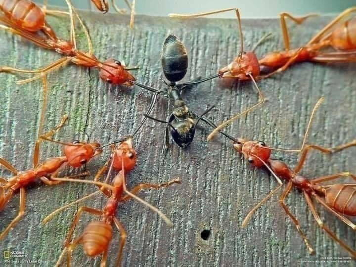 Obamaboozled's tweet photo. Put 100 black & red ants in a glass jar nothing happens. Shake it and ants start killing each other. Red see Black as enemies. Black see Red as enemies. True enemy is one who shook the jar. Same in society. Elites use media to shake jar & make us fight each other
#StopTheExploit https://t.co/Fjml41F61B