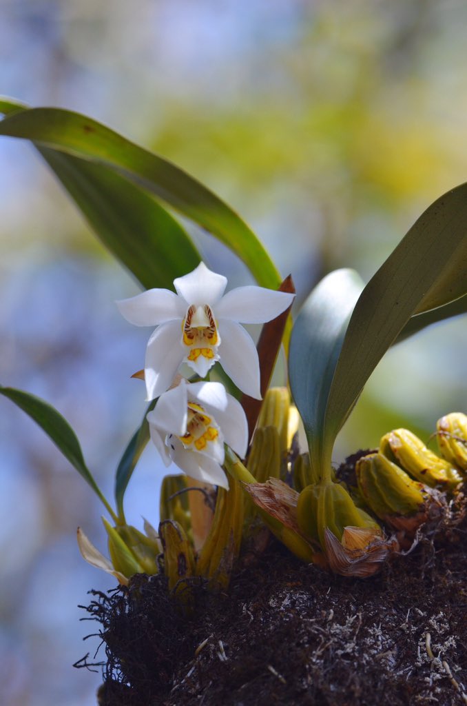 JishenWang's tweet photo. #Coelogyne #coelogynenitida #orchids #epiphytes https://t.co/QbLUR1Ei0E