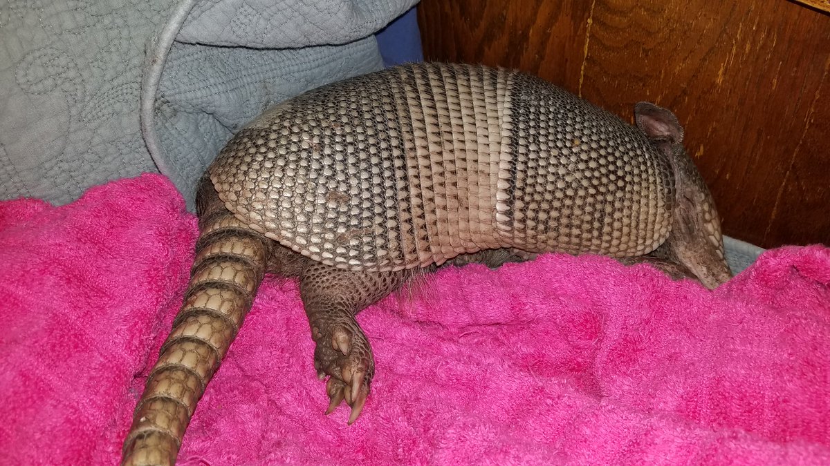 SquirreltopiaWR's tweet photo. Her name is Cyra (Ky-ruh), and she's got me wrapped around her little road rash tail. π
#doodle #wildliferehab #armadillo #tacticalassaultpossum #squirreltopia #cutenessoverload #sanctuary #CyraSquirreltopia https://t.co/5AAZxJyGDS