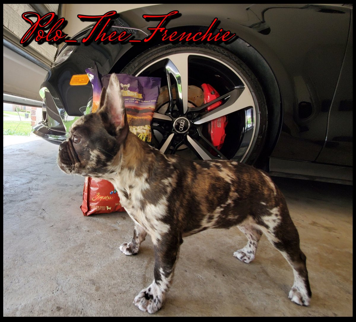 polo_thee's tweet photo. My human isn't into jewelry, but he LOVES those 4 Rings!! 😉 @Audi @AudiOfficial

frenchbulldog #frenchiesofinstagram #merlefrenchie #puppiesofinstagram # #polo #puppy #frenchie #frenchiepuppy #polo_thee_frenchie #frenchielove #MayThe4thBeWithYou #audi #AudiRS https://t.co/839eP7x9pc