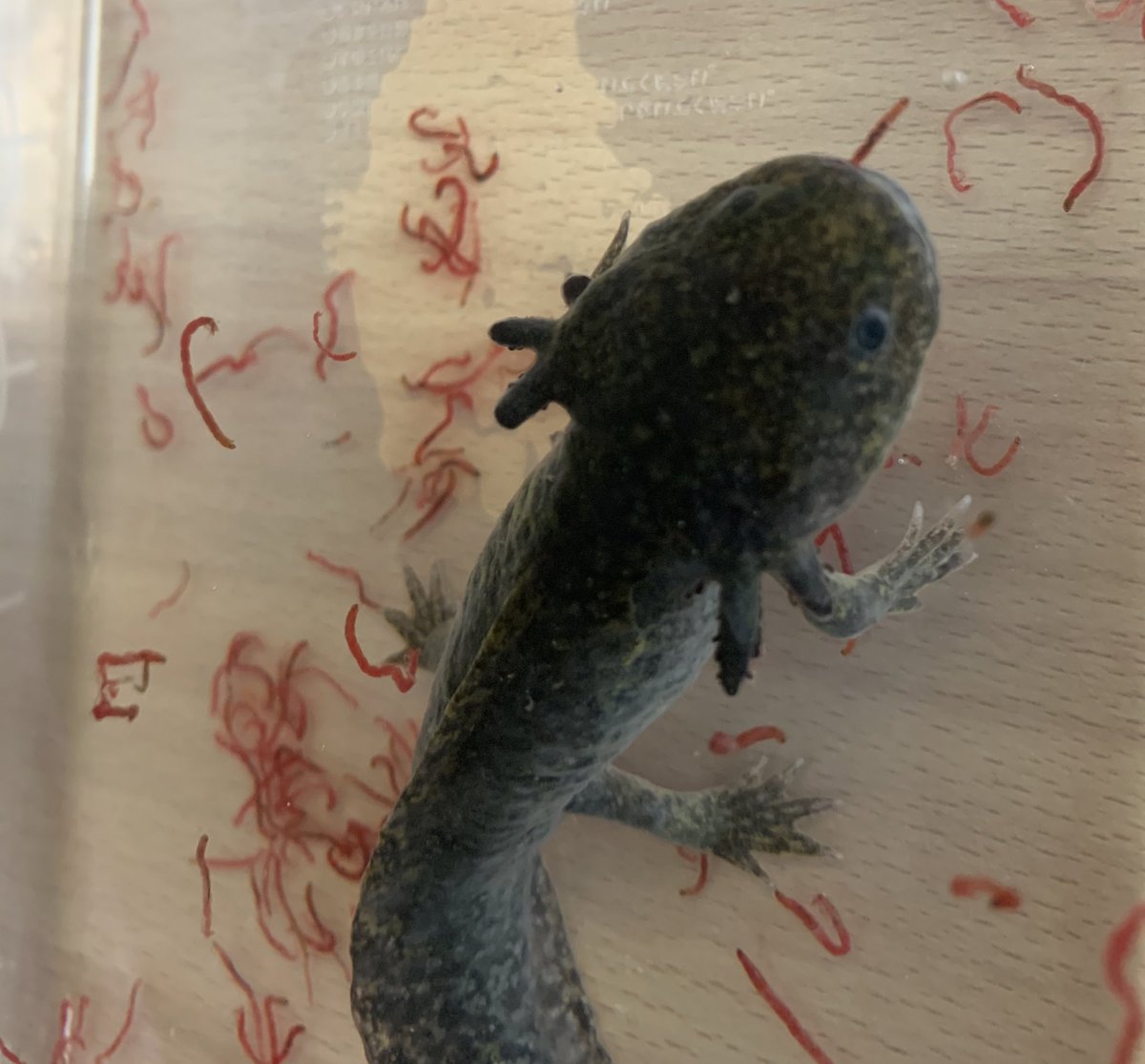 とぉこ Too5904 Twitter