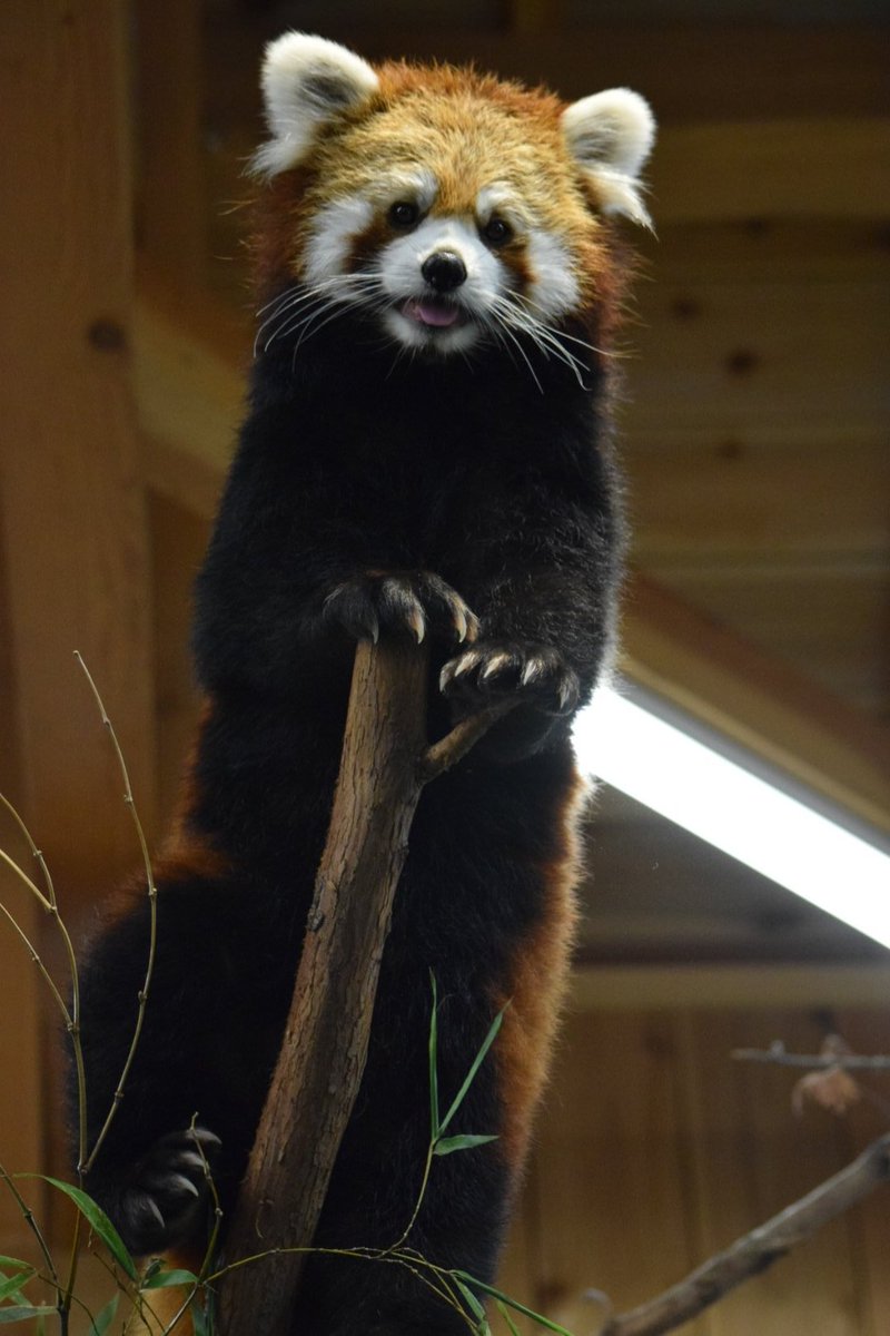 Saran102ta's tweet photo. コナツちゃん✨✨
#コナツ　#レッサーパンダ　#伊豆シャボテン動物公園　#animal　#zoo　 #Ailurusfulgens　#Lesserpanda　#IZUSHABOTENZoo https://t.co/B74NJNhcIm