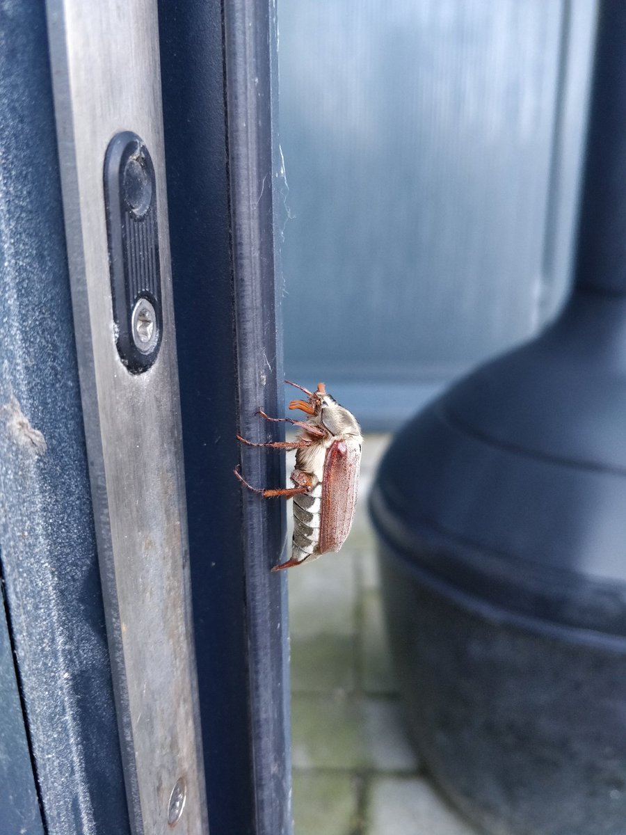 Zeg, <a href="/lievenscheire/">Lieven Scheire</a> <a href="/Entomobiel/">Peter Berx</a> 
Iemand van jullie enig idee welk schepsel de deur van ons <a href="/citymesh/">Citymesh</a> kantoor hier bezet? 😅