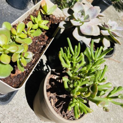 plant_things's tweet photo. #NewProfilePic https://t.co/ODogWybQ9Z