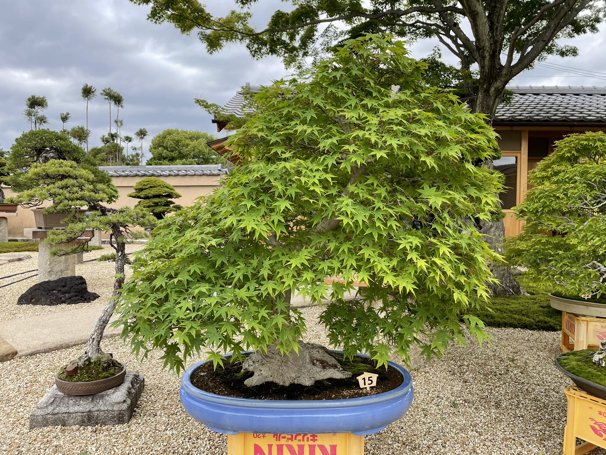 最終値下げ 盆栽 Maple Japanese もみじ Palmatum Acer 紅葉 その他 Hlt No