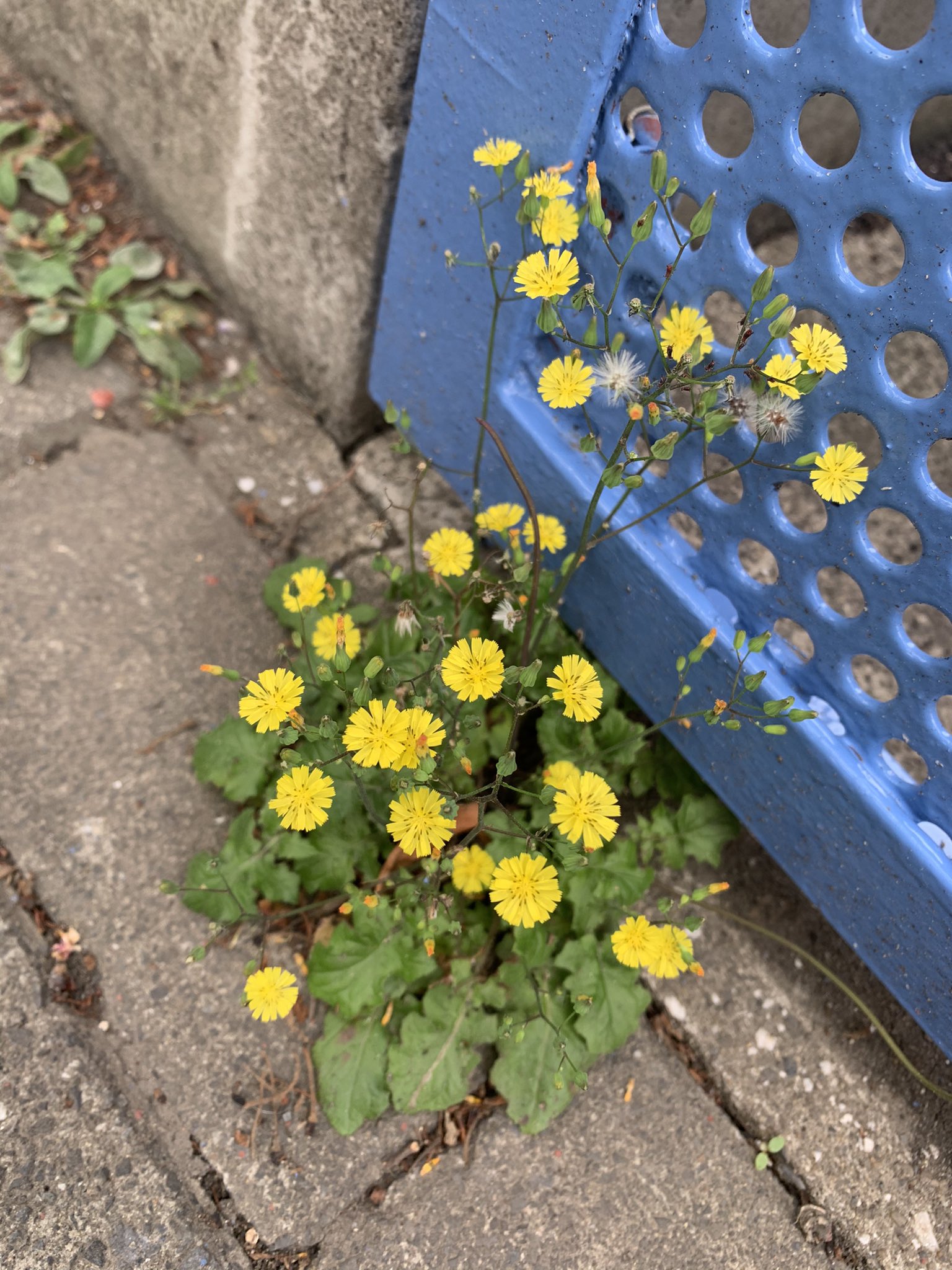 ᔕiᗰiᑕo ぶらぶら散歩中に見かける道端の草花シリーズ たぶんダリア 友達が貧乏花 と言っていたハルジオン ヒルガオ 似た種類がたくさんあって名前がわからない小さい黄色い花 ヤブタビラコ T Co Abaw6a8ayh Twitter