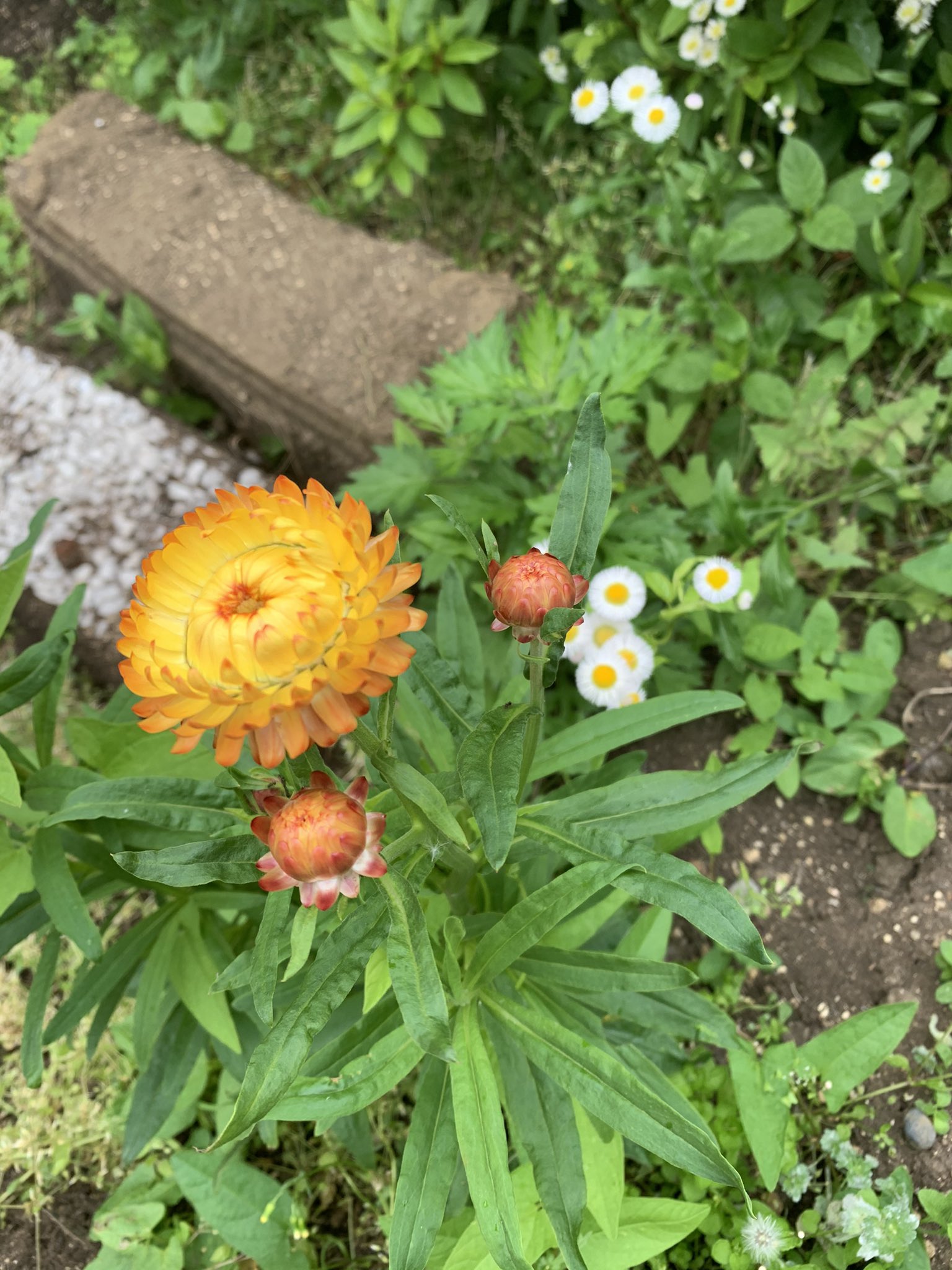 ᔕiᗰiᑕo ぶらぶら散歩中に見かける道端の草花シリーズ たぶんダリア 友達が貧乏花と言っていたハルジオン ヒルガオ 似た種類がたくさんあって名前がわからない小さい黄色い花 ヤブタビラコ T Co Abaw6a8ayh Twitter