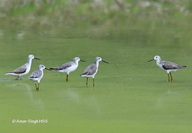 Marsh Sandpipers (Tringa stagnatilis)
#globalbigday #WMBD2021 #SingFlySoar #LikeABird
#Malaysia #BirdsSeenIn2021 #BirdsMalaysia2021-188 @Avibase @orientbirdclub @IndiAves