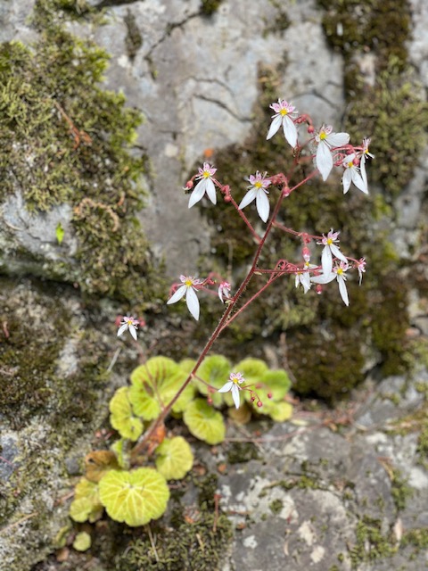 白龍園 公式 休園中の白龍園では 初夏の花が咲き始めています 池のムラサキはカキツバタ 石の間にひっそりと咲く白い花はユキノシタ 低木の枝についた淡いピンクはウツギ 空木 です 白龍園 日本庭園 カキツバタ ウツギ ユキノシタ 初夏の 白龍園 公式 休園中の白龍園では 初夏の花が咲き始めています 池のムラサキはカキツバタ 石の間にひっそりと咲く白い花はユキノシタ 低木の枝についた淡いピンクはウツギ 空木 です 白龍園 日本庭園 カキツバタ ウツギ ユキノシタ 初夏の