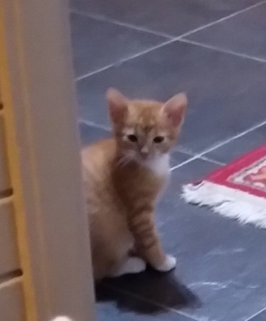 KITTEN UPDATE: all kitties have been homed except one baba ginger!! Please if you’re in Durban and want a smol fren DM me 🥺 or if you know someone who wants a smol fren. Or pls just share this! LOOK HOW CUTE. Vaccinations have been done.