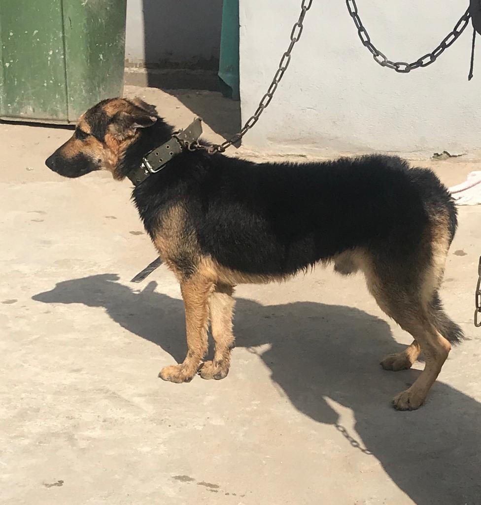 SoftPawsOnline's tweet photo. 1+ Alsatian shepherd for sale.
Location: Ago palace way, Okota, Lagos.
Call or WhatsApp; 08111244147 https://t.co/HHUDe2N2l0