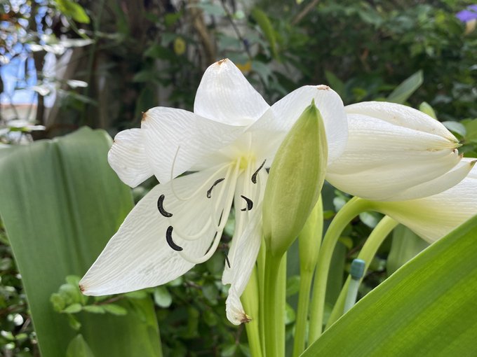 はまゆうのtwitterイラスト検索結果