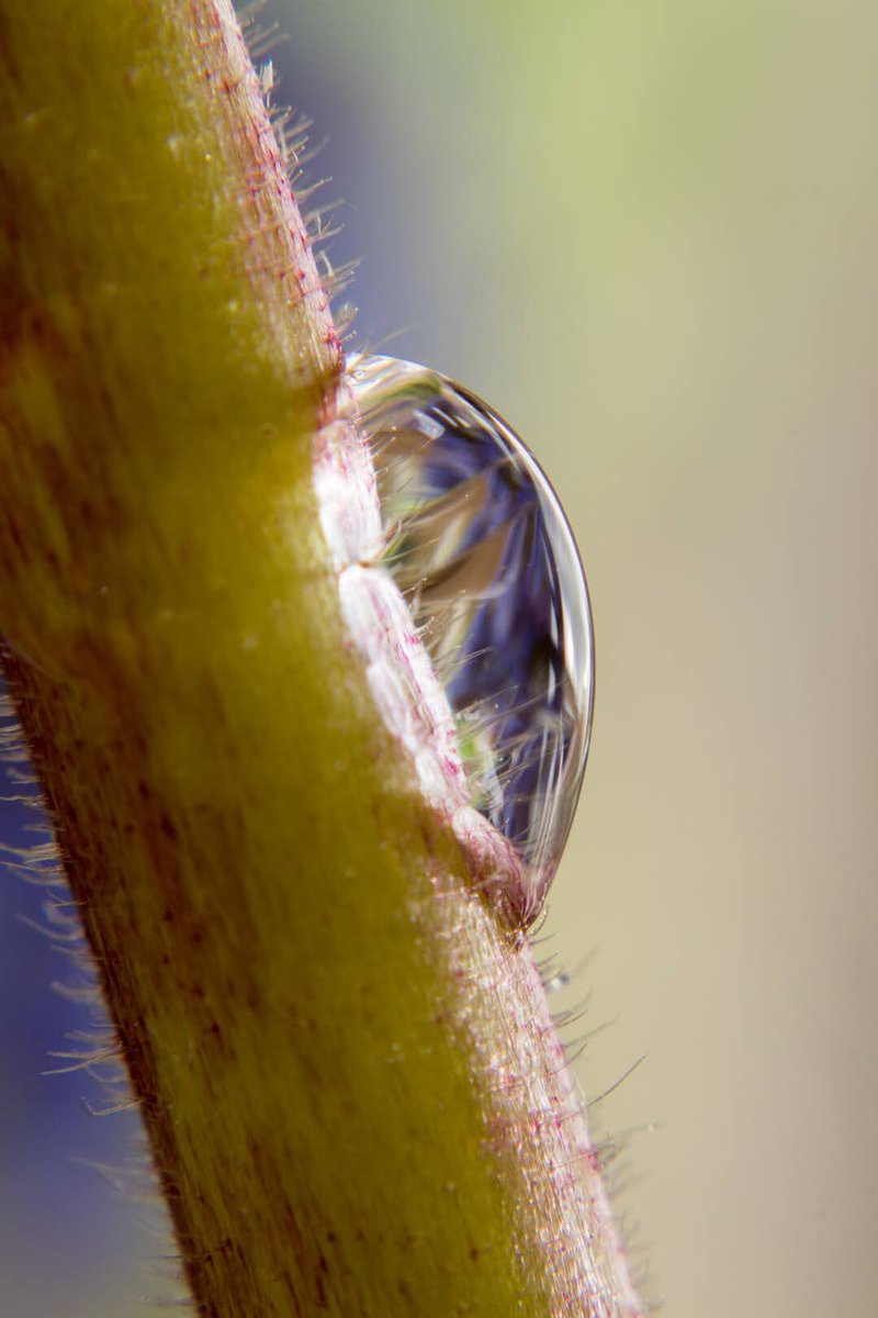 In_the_Pix's tweet image. Having more fun with refraction! #funphotography #waterdroplets #PhotographyIsArt #artphotography #refraction #photographer #lenses #Physics #ThePhotoHour @sheclicksnet @jessops
