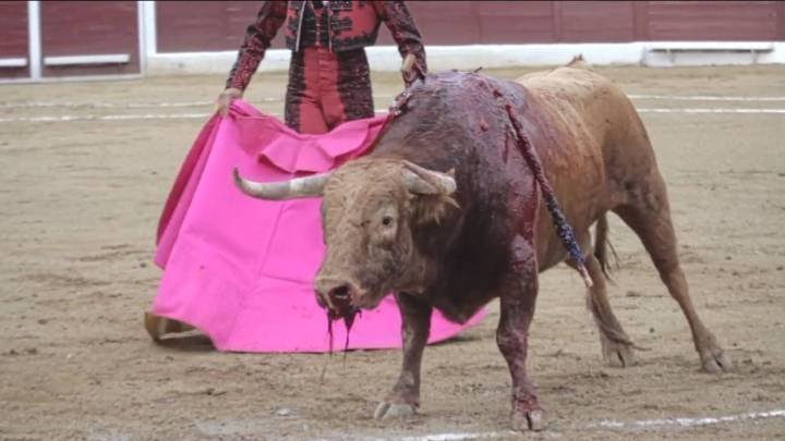 JulieBe77816533's tweet photo. Ban Bullfighting
#Shame on any country that allows the #Torture of a defenceless innocent animal 
Please sign ✍️✍️✍️✍️✍️✍️✍️✍️
https://t.co/3fNZfW8i8s https://t.co/KrRw0suV34