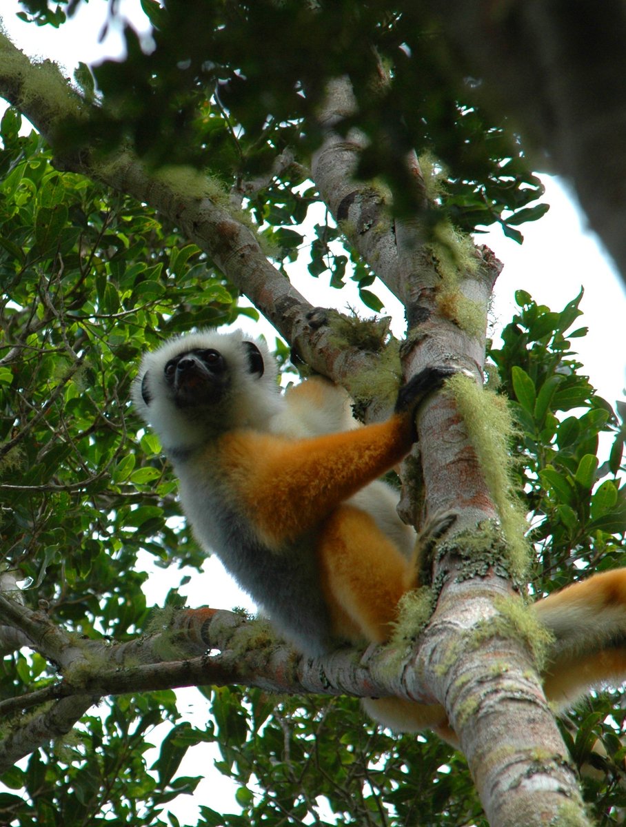 Indri-indri😍un lémurien🦥 endémique et le plus grand de #Madagascar🇲🇬 
bit.ly/3vYxhPq
