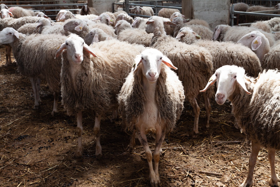 IL PECORINO CROTONESE: LA STORIA E LA PASSIONE PRODUTTIVA CHE SI CELANO DIETRO IL PRIMO FORMAGGIO DOP DELLA CALABRIA | visitcalabria.it/2021/05/il-pec… <a href="/Coldiretticalab/">Coldiretti Calabria</a> <a href="/coldiretti/">Coldiretti</a> <a href="/SlowFoodItaly/">Slow Food Italia</a> <a href="/jamieoliver/">Jamie Oliver</a> <a href="/Cucina_Italiana/">La Cucina Italiana</a> <a href="/identitagolose/">Identità Golose</a> <a href="/assorurale/">Associazione Rurale Italiana</a> <a href="/CiaoAmerica/">Italian American</a>