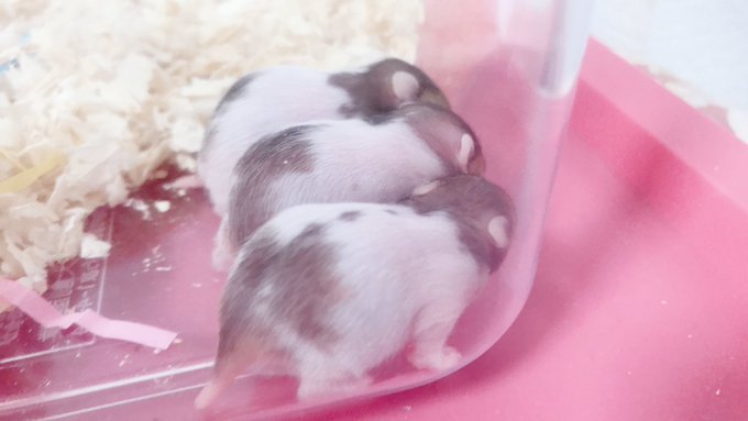 ハムスターの赤ちゃんのtwitterイラスト検索結果