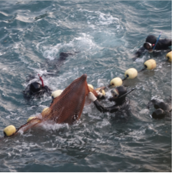 Victor06227490's tweet photo. Dolphins are often captured for big profits to be sold to aquatic shows and killed because of "over-eating fish". If this sounds familiar its because these this is the very scene that happen in Taiji Japan! This practices must be stopped!! #39canimals 
https://t.co/xti1K4Q08T https://t.co/SbUPSfh4Kh