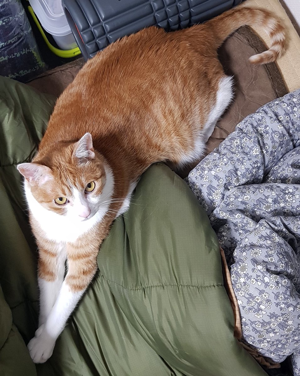 MJKtheCAT's tweet photo. 귀여운 내고영 https://t.co/Fxaw3jqOv3
