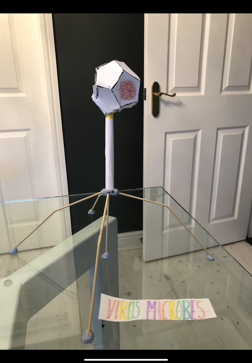 craigiescience's tweet image. A fabulous virus model from one of our S2 students! #microbes #sciencemodels 🦠