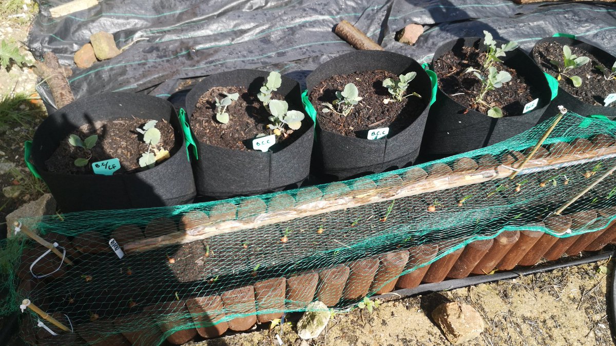 HighVibesC's tweet image. Got our onions coming through at HighVibesHQ! Did you know that playing with soil is a natural antidepressant? #theearthkeepsongiving #MentalHealthAwareness #MentalHealthAwarenessWeek #positivity #gardening #lovehealsall #highvibes #selflove #selfcare #ConnectWithNature