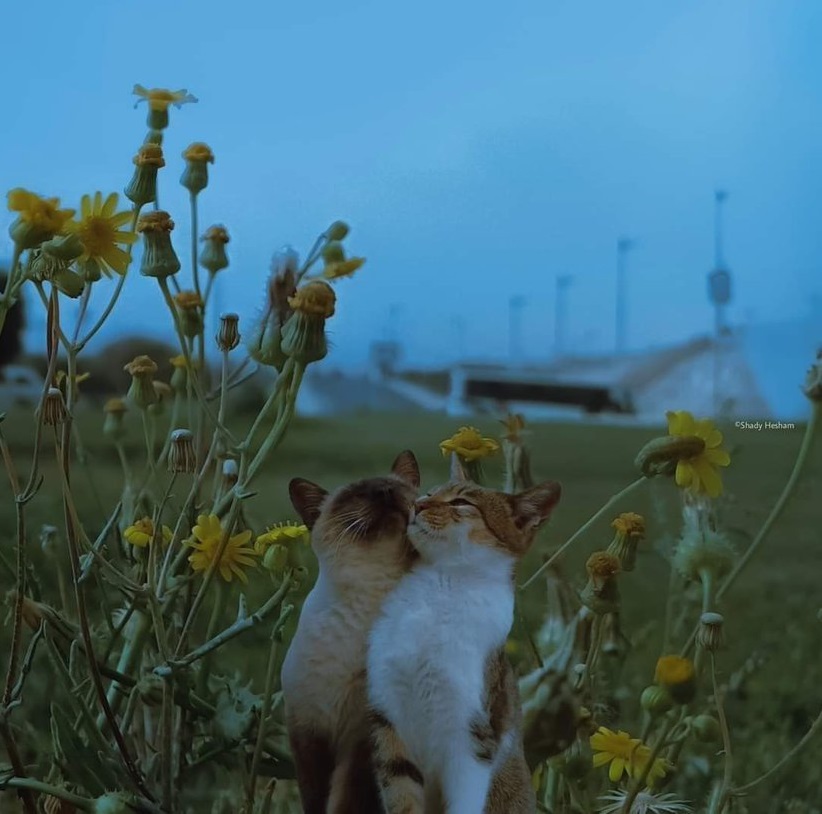 classland's tweet image. 