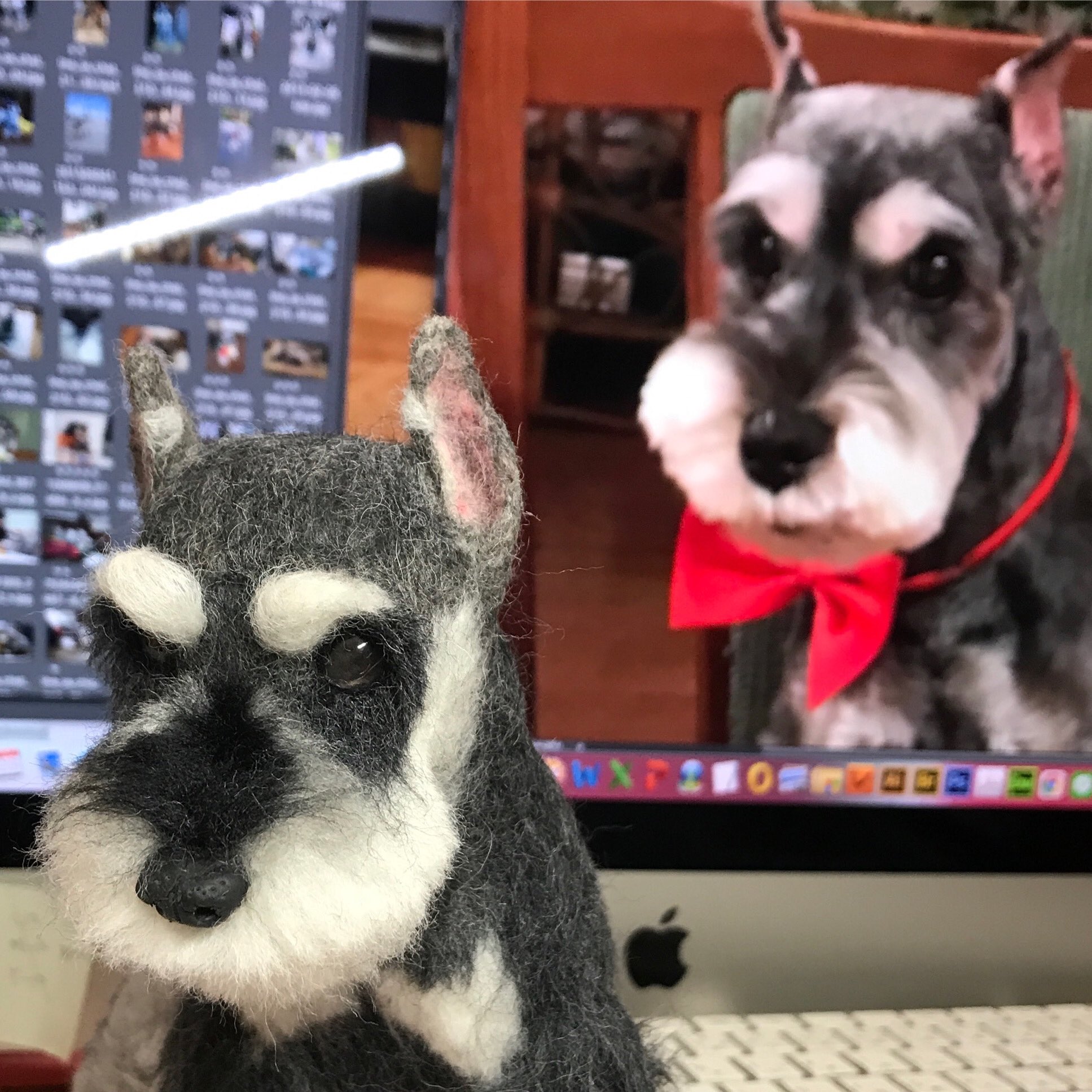 羊毛フェルト シュナウザー里親様決まりました