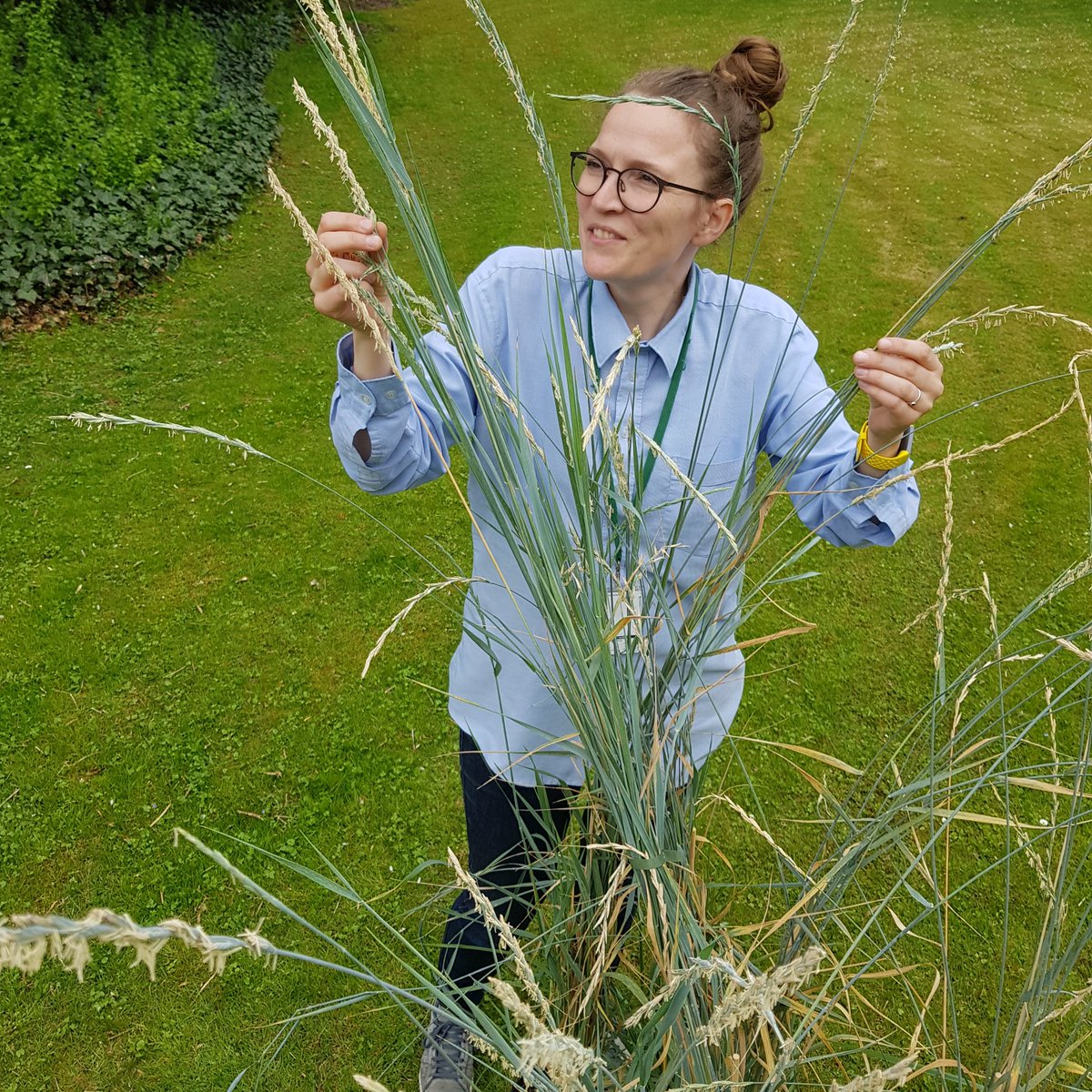 Carlsbergfondet's tweet photo. 🌾Den klimavenlige græsart hvedegræs kan potentielt sænke landbrugets udledning af drivhusgasser med op til 10 %🍀 Nyt #dkforsk projekt mellem Carlsberg Laboratorium og @science_ku skal arbejde på at optimere hvedegræsset👉 Læs mere https://t.co/ntobabE3RW #dkgreen #dkklima https://t.co/vd1lXnYe43