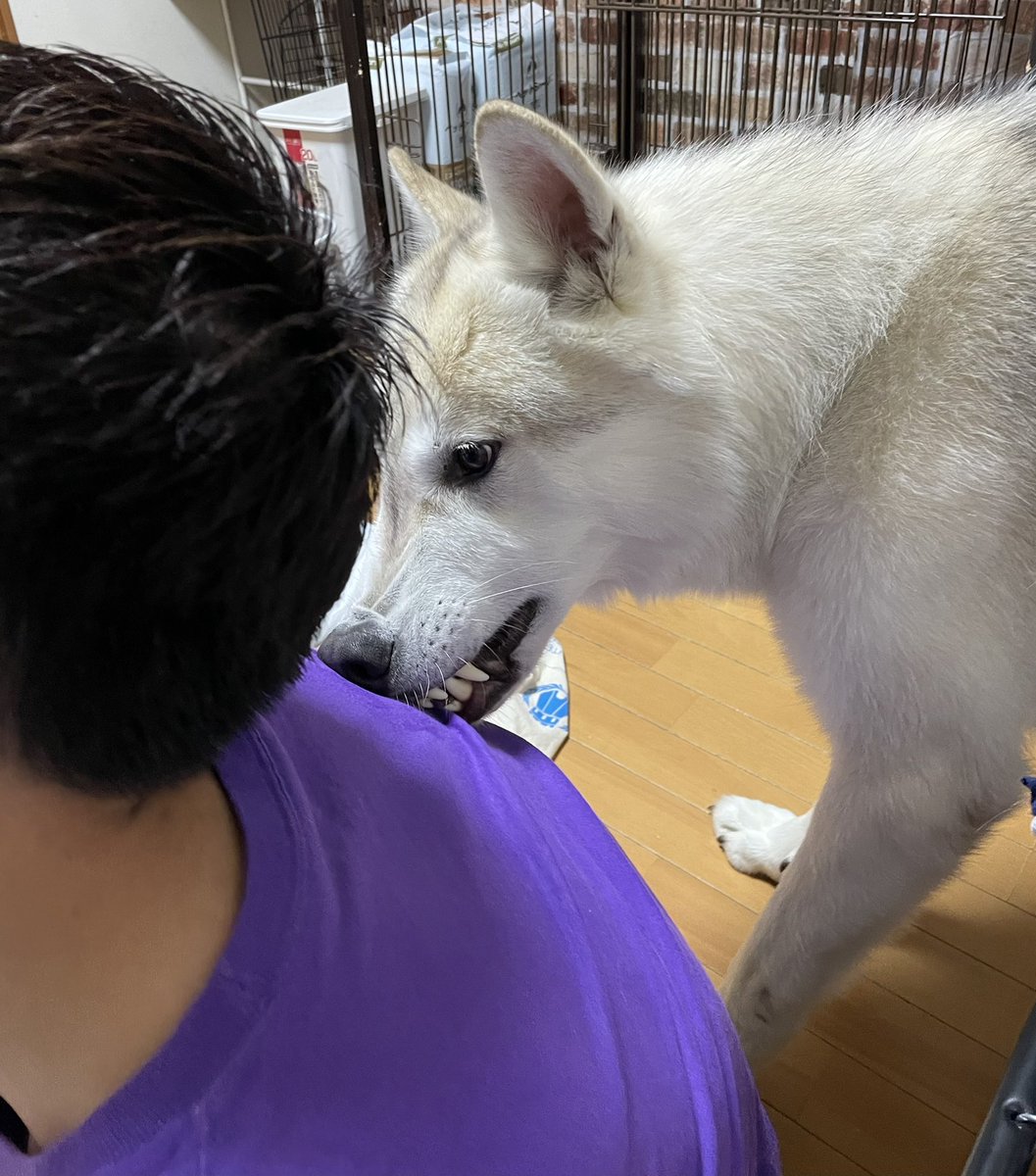 背中掻いてあげる狼犬 背中掻いてあげる狼犬